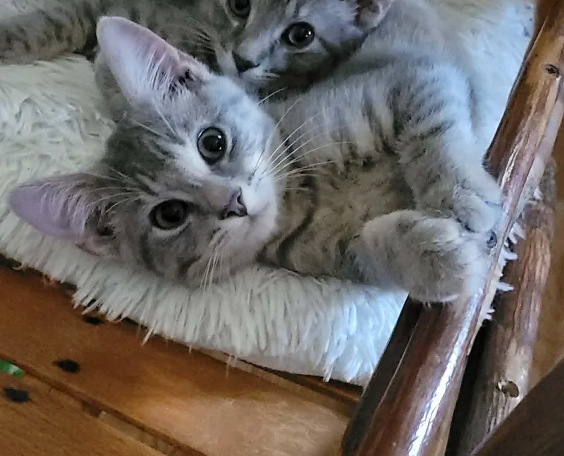 A young medium-sized male Gray / Blue / Silver Domestic Short Hair cat named Grayson for adoption in Logan, OH
