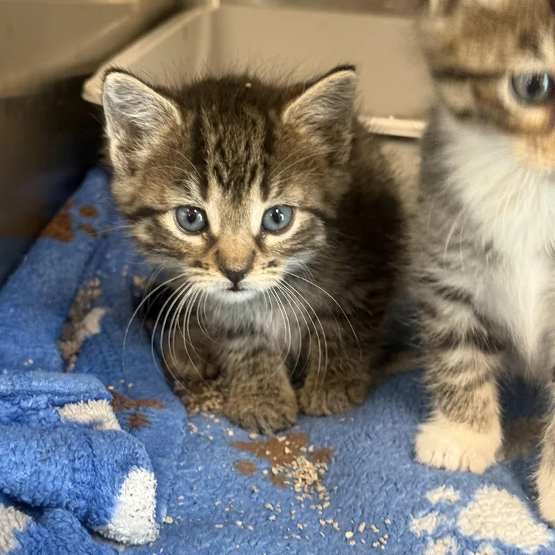 A baby medium-sized female Domestic Short Hair cat named Pandora for adoption in Medinah, IL