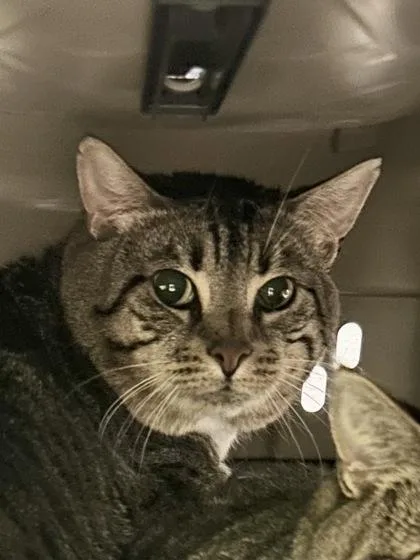 An adult small-sized male Domestic Short Hair cat named Tuffy for adoption in Seattle, WA