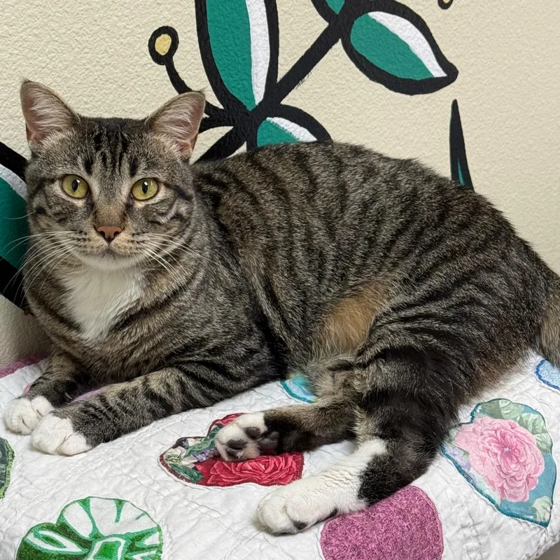 An adult large-sized female Brown / Chocolate Domestic Short Hair cat named Calamari SelfSufficient Royalty for adoption in Flagstaff, AZ