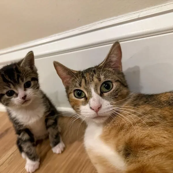 A young medium-sized female Calico cat named Savanah for adoption in Moriches, NY