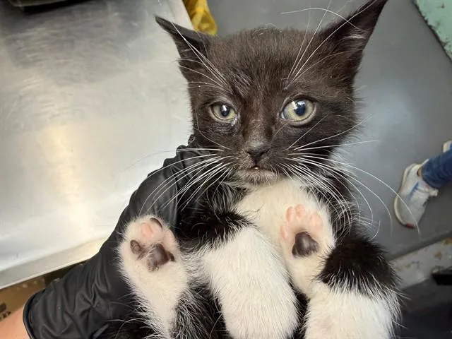A baby small-sized male Domestic Short Hair cat named Stone for adoption in Antioch, CA