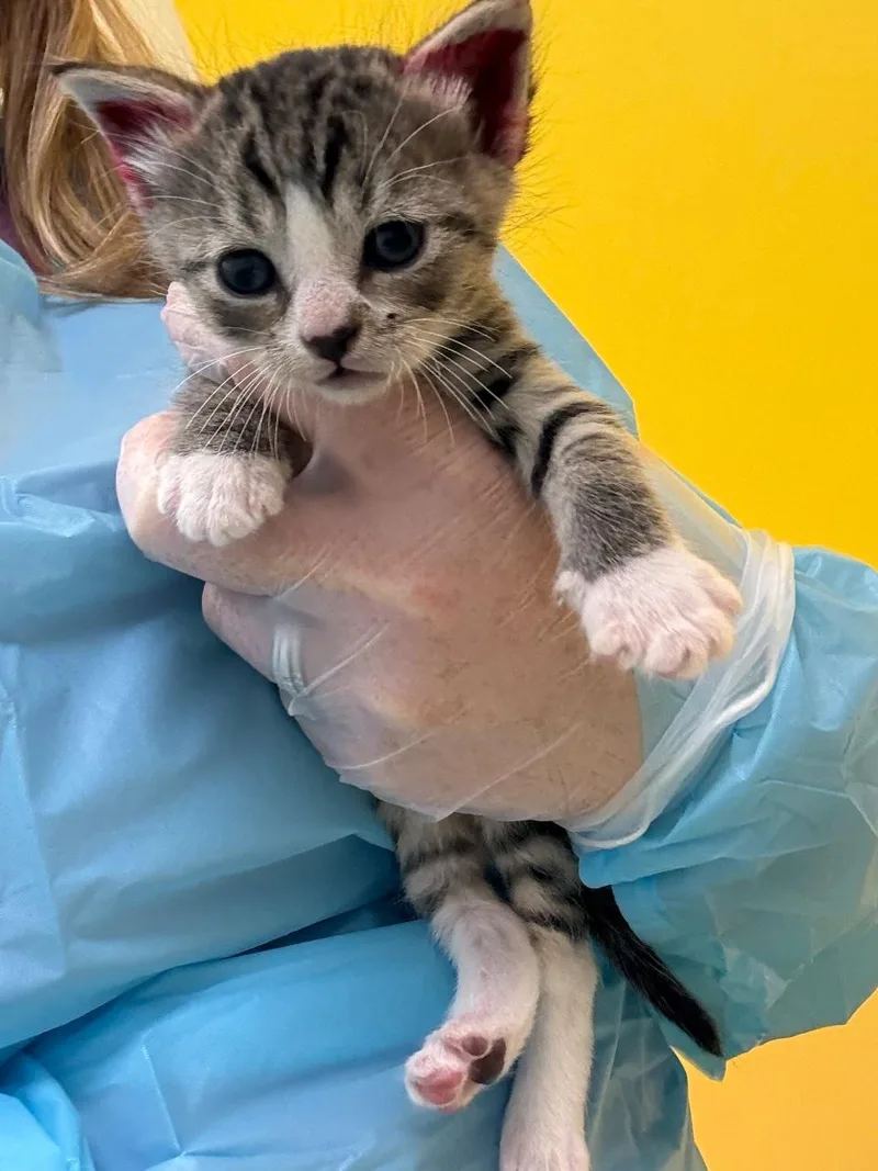 A baby small-sized male Domestic Short Hair cat named Emerson for adoption in Raleigh, NC
