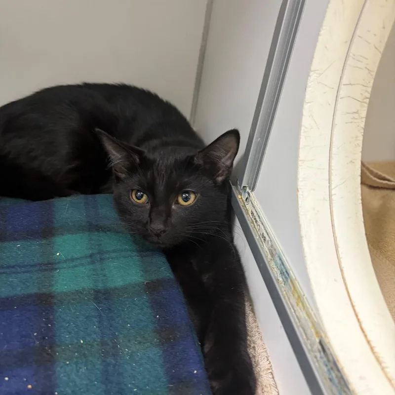 A baby small-sized female Domestic Short Hair cat named Piper for adoption in Newark, NJ
