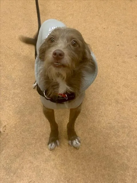 An adult small-sized male Terrier dog named Amadeos for adoption in Martinez, CA