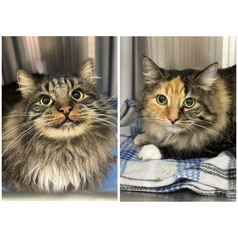 An adult extra large-sized female Domestic Long Hair cat named Dixson & Paquita for adoption in Winchendon, MA