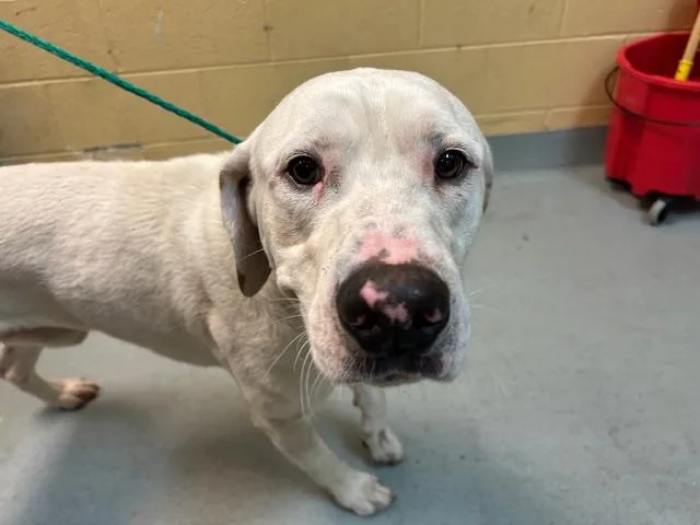 An adult large-sized male Pit Bull Terrier dog named Henery for adoption in Tulsa, OK