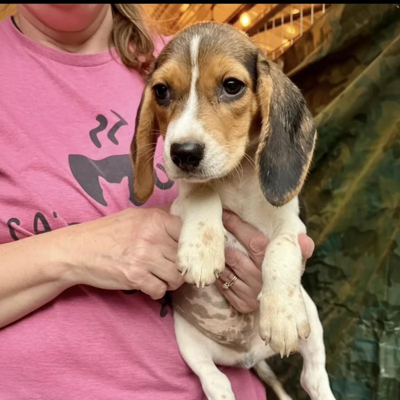 A baby small-sized male Beagle dog named Snoopy for adoption in Semmes, AL