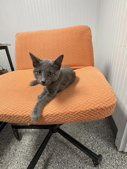 A baby medium-sized female Russian Blue cat named Alina for adoption in Athens, AL