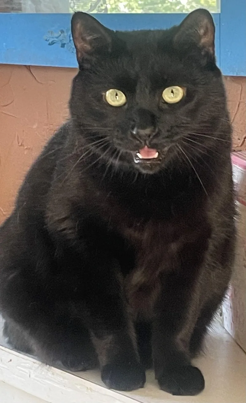 An adult medium-sized female Black Domestic Short Hair cat named Melly for adoption in Alexandria, VA