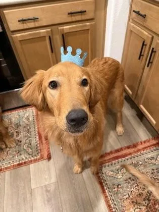 A baby large-sized male Golden Retriever dog named Wallace for adoption in Visalia, CA