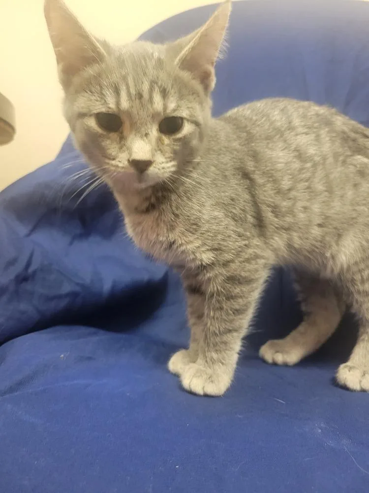 An adult small-sized female Gray / Blue / Silver Domestic Short Hair cat named Penny for adoption in Lorain, OH