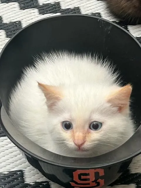 Casper