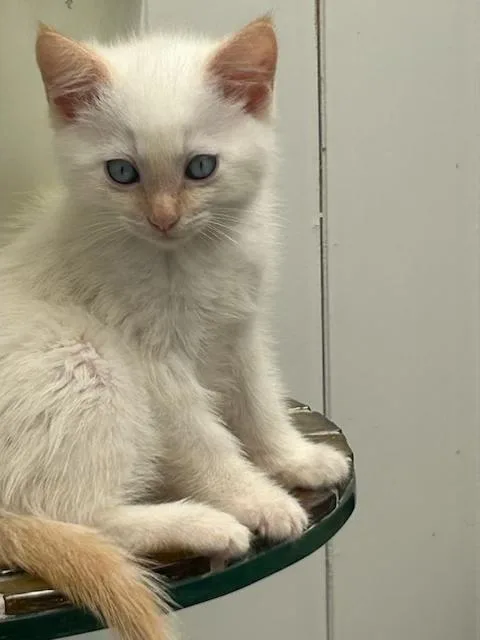 Casper thumbnail 3