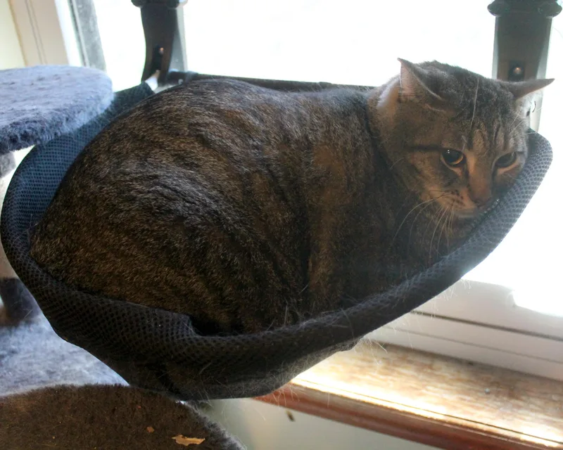 An adult extra large-sized female Tabby (Brown / Chocolate) Domestic Short Hair cat named Meatloaf for adoption in Guthrie, OK