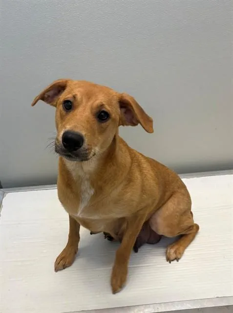 A young medium-sized female Australian Cattle Dog / Blue Heeler dog named Mary for adoption in Forney, TX