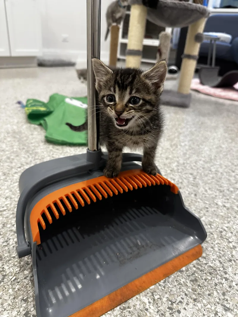 A baby small-sized female Domestic Short Hair cat named Breeze for adoption in Wheaton, IL