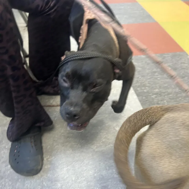 An adult medium-sized female Black Pit Bull Terrier dog named Harlem for adoption in Philadelphia, PA