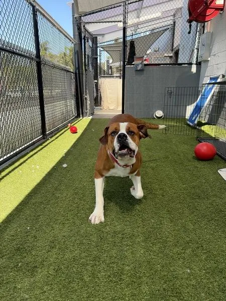 An adult extra large-sized male Pit Bull Terrier dog named Flex for adoption in San Diego, CA