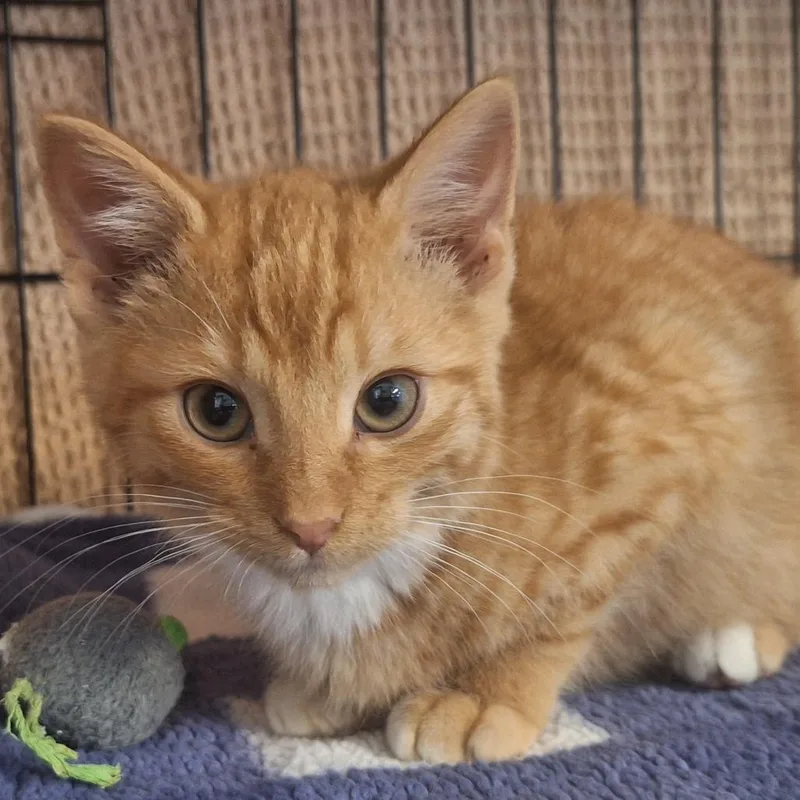 A young small-sized male Orange / Red Domestic Short Hair cat named Scott for adoption in Albert Lea, MN