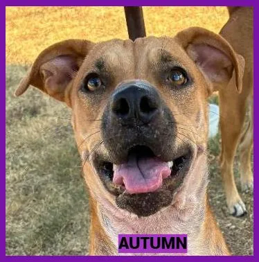 A young medium-sized female Black Mouth Cur dog named Autumn for adoption in Granbury, TX