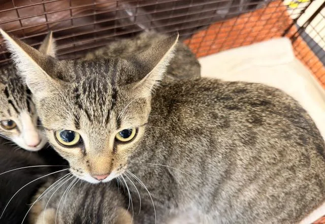 A young large-sized female Domestic Short Hair cat named Mom for adoption in San Pedro, CA