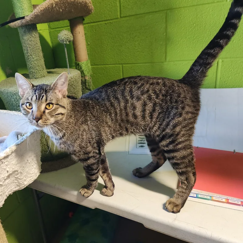 An adult medium-sized male Tabby (Brown / Chocolate) Domestic Short Hair cat named Amir for adoption in Bolingbrook, IL