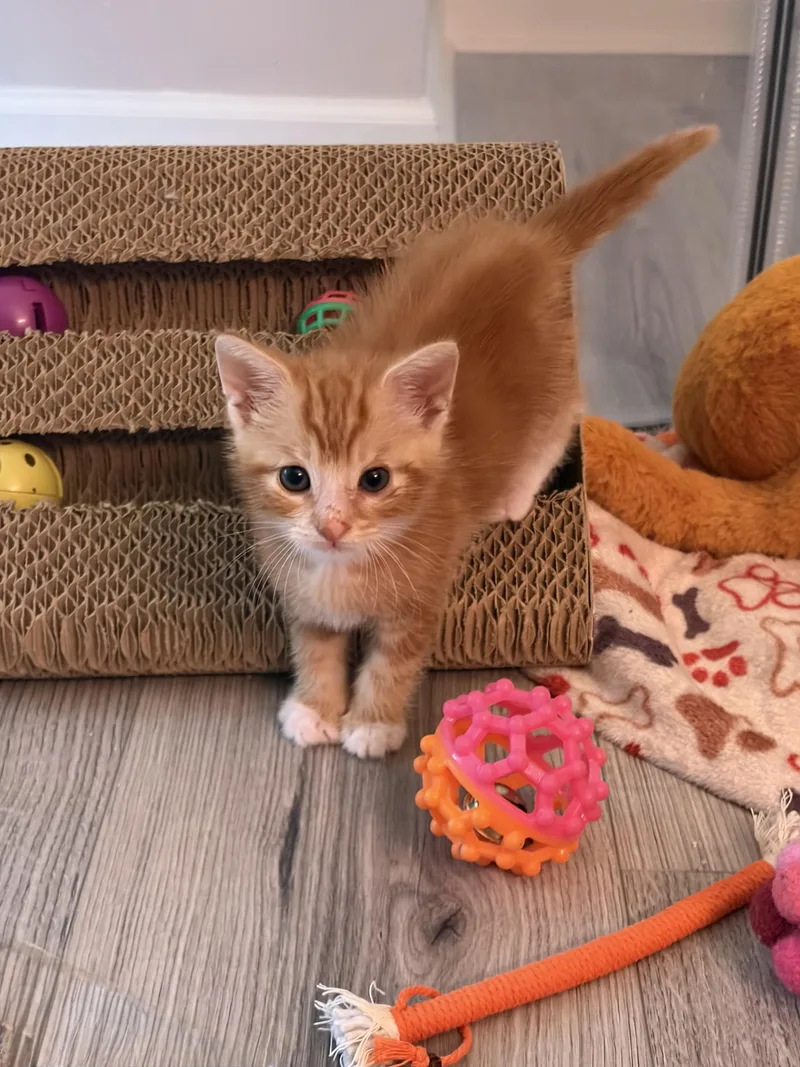 A baby medium-sized male Tabby (Orange / Red) American Shorthair cat named Travis for adoption in Bordentown, NJ