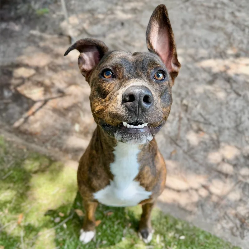 An adult large-sized male Mixed Breed dog named Stan Lee for adoption in Milton, FL