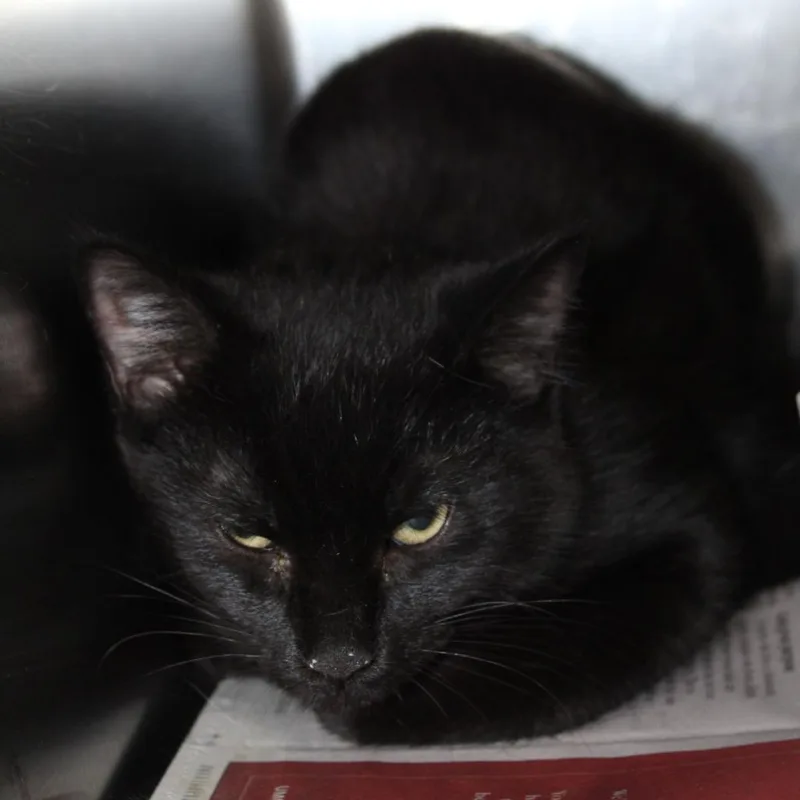 A baby medium-sized male Black Domestic Short Hair cat named Ollie for adoption in Auburn, AL