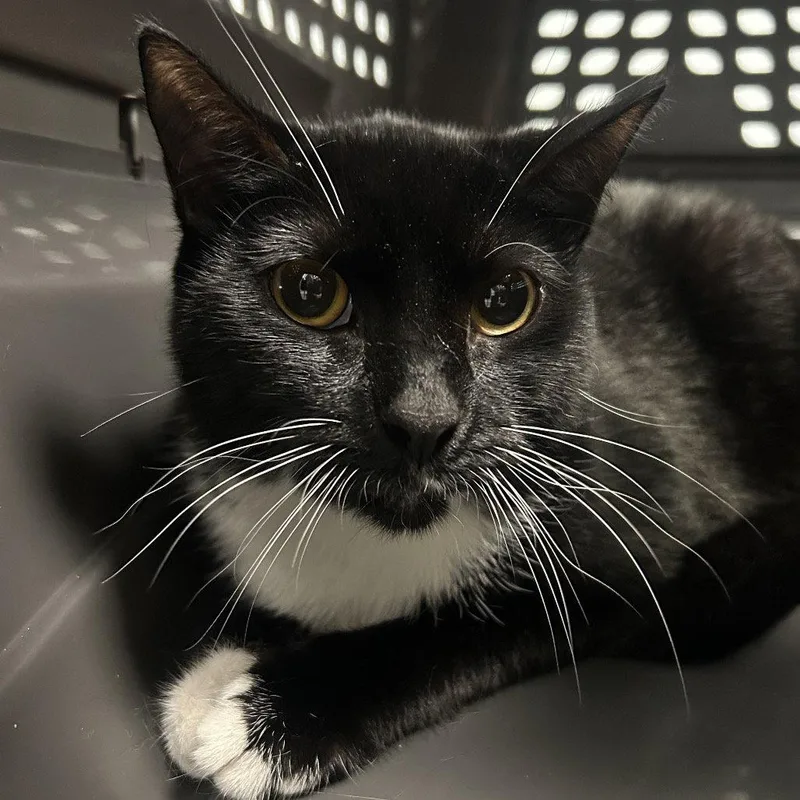 A young medium-sized female Black & White / Tuxedo Domestic Short Hair cat named Feta Cheese for adoption in New Castle, DE