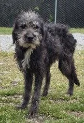 A senior small-sized female Terrier dog named Crissi for adoption in Stratham, NH