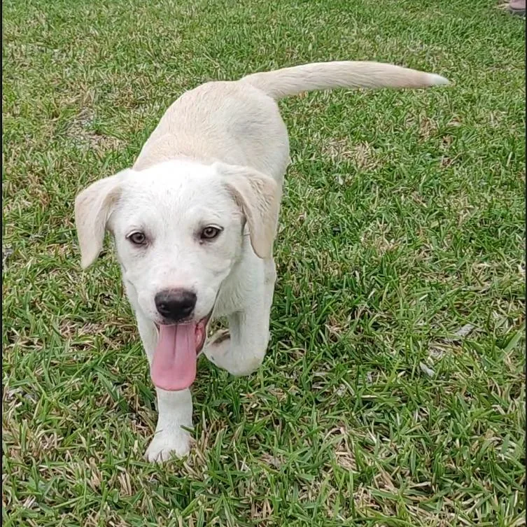A baby medium-sized male White / Cream Labrador Retriever dog named Marley for adoption in Seguin, TX