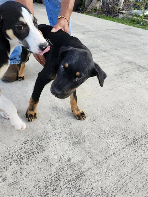 A baby small-sized female American Staffordshire Terrier dog named Maisy for adoption in San Antonio, TX