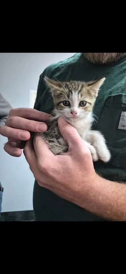 A baby medium-sized female American Shorthair cat named Matty for adoption in Mentor, OH