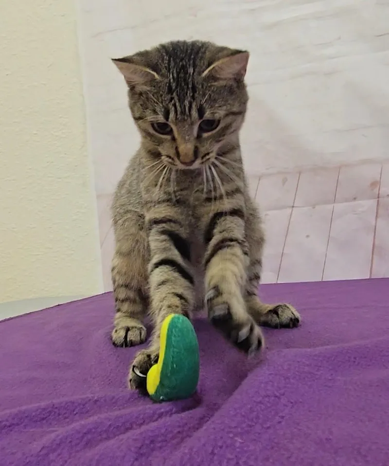 A young medium-sized female Tabby (Brown / Chocolate) Domestic Short Hair cat named Squirrel for adoption in Red Wing, MN