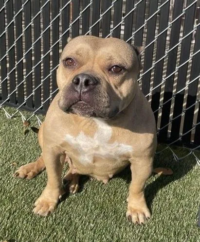 An adult medium-sized female Pit Bull Terrier dog named Barbie for adoption in Lafayette, IN