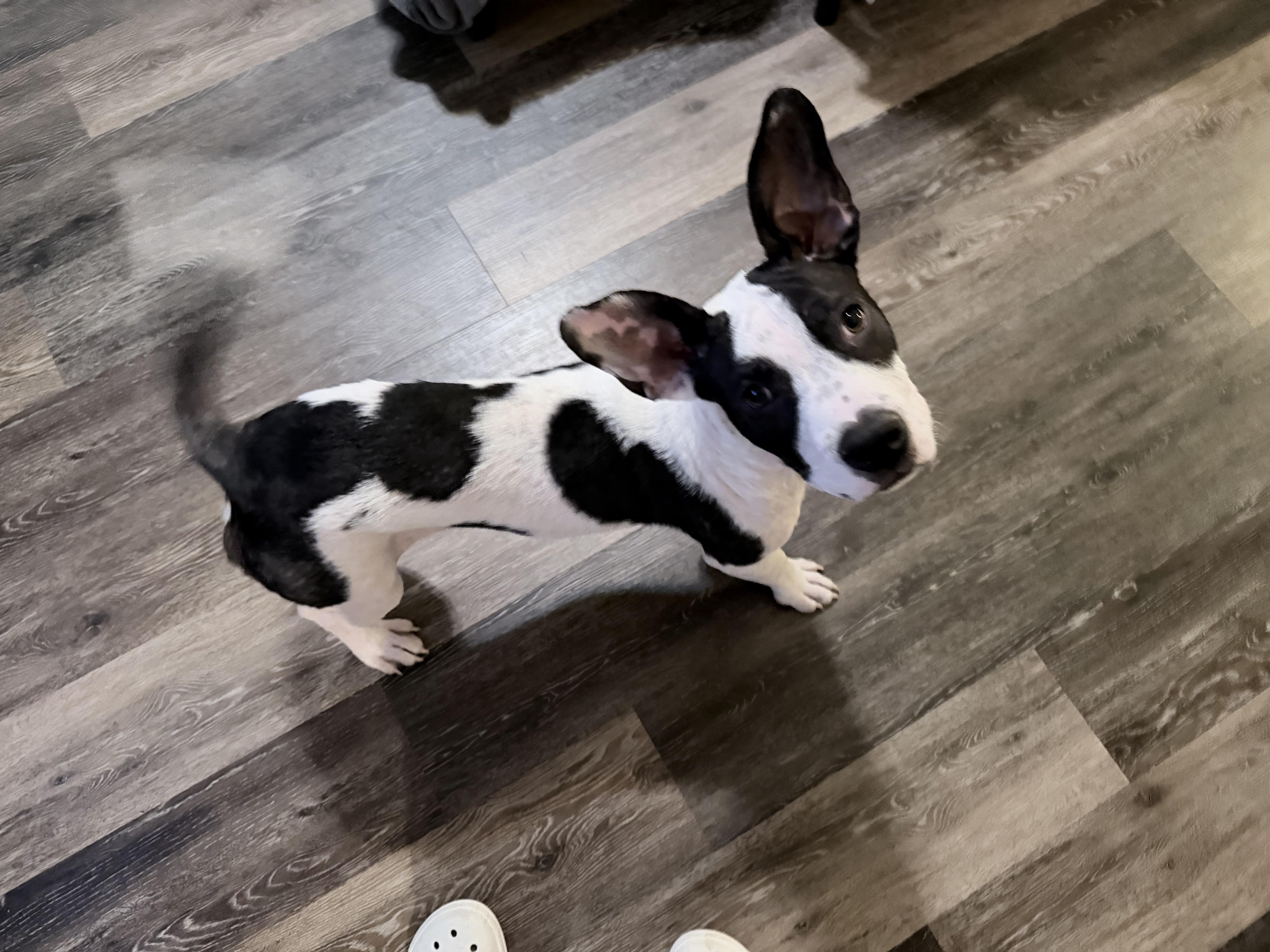 A baby medium-sized male Bulldog dog named Pip for adoption in Penryn, CA