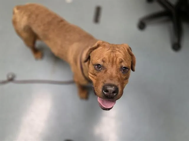 A young medium-sized male Pit Bull Terrier dog named Milo for adoption in Denver, CO