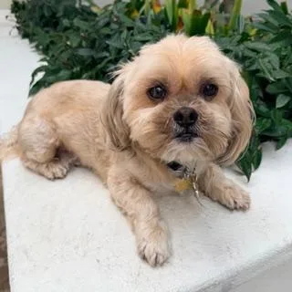 An adult small-sized male Lhasa Apso dog named Apollo for adoption in Santa Monica, CA