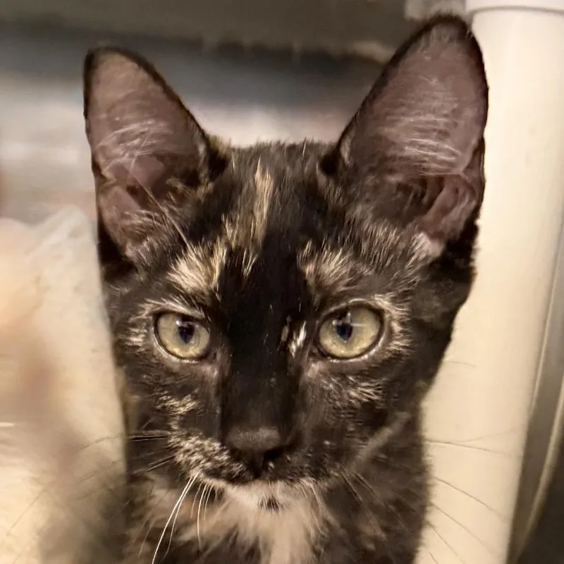 A baby small-sized female Black Domestic Short Hair cat named Ruby for adoption in Palm Springs, CA