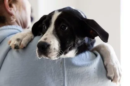 A baby small-sized female Mixed Breed dog named Echo for adoption in West Chester, PA