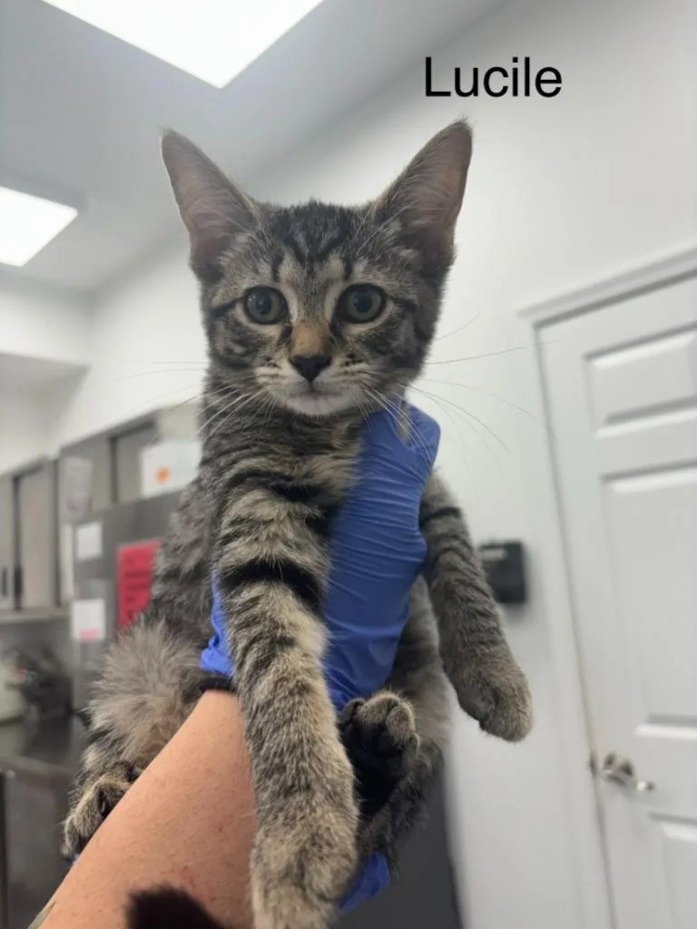 A baby small-sized female Domestic Short Hair cat named Lucille for adoption in Cambridge, MD