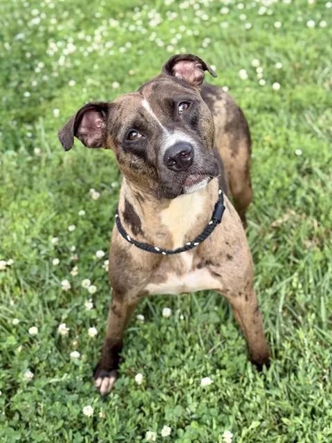 A young medium-sized female Terrier dog named Bailey for adoption in Olivette, MO