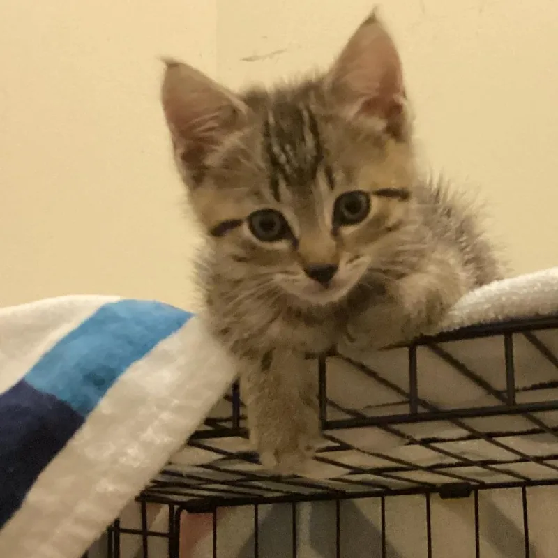 A baby small-sized male Brown / Chocolate Domestic Short Hair cat named Little Guy for adoption in Harrisonburg, VA