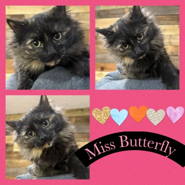 Bonnie & Butterfly