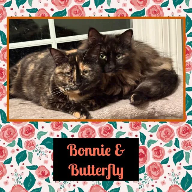 Bonnie & Butterfly thumbnail 2