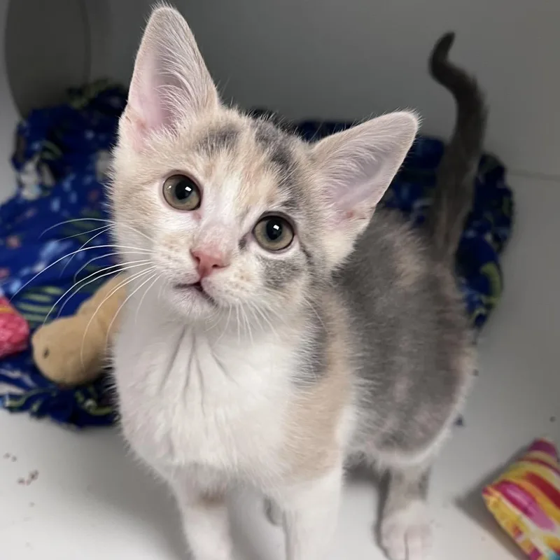 A baby small-sized female Calico Domestic Short Hair cat named Almond for adoption in Arlington Heights, IL