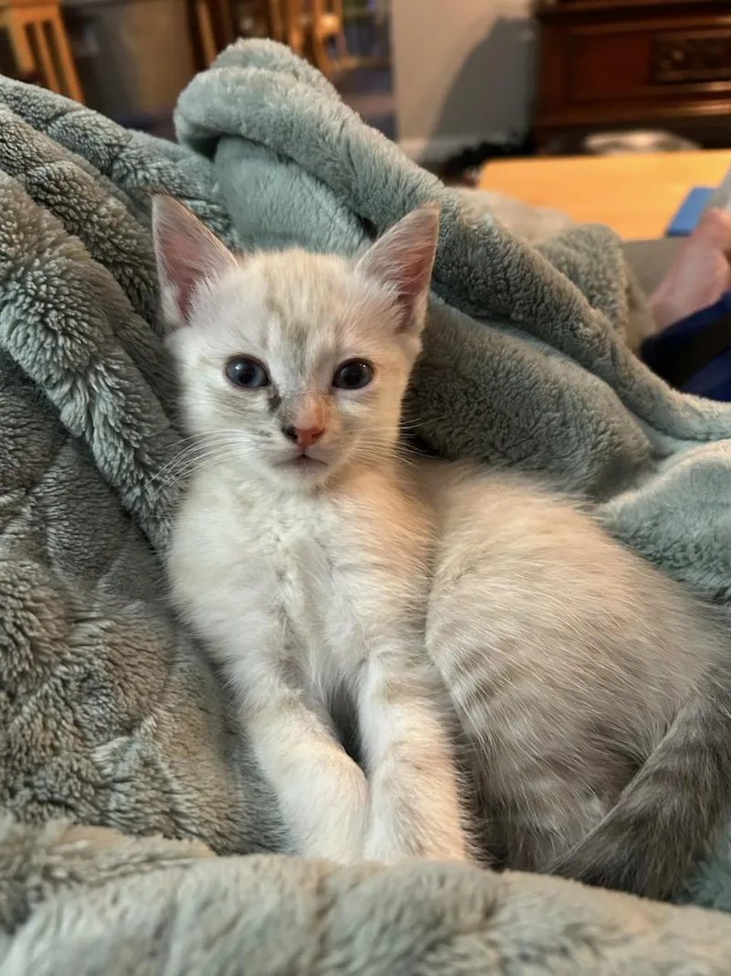 A baby small-sized female Buff / Tan / Fawn Domestic Medium Hair cat named Airy for adoption in North Billerica, MA