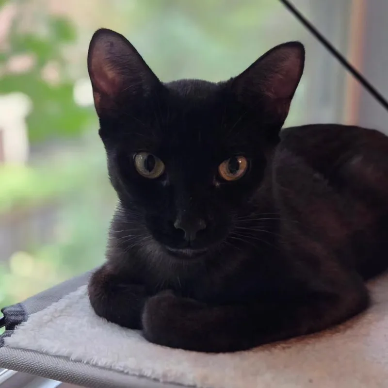 A young medium-sized female Black Domestic Short Hair cat named Royal for adoption in Evanston, IL
